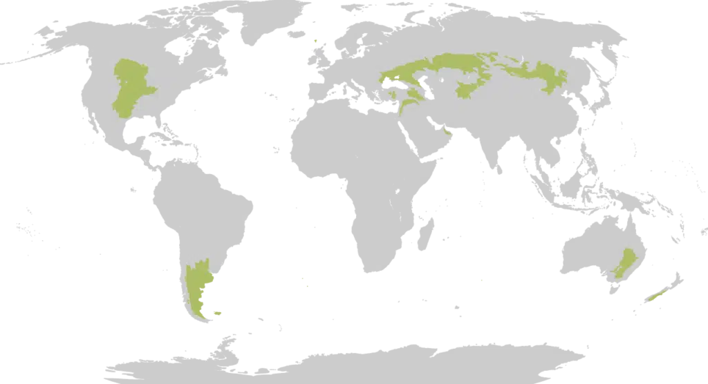 Carte des régions de steppes (tempérées) dans le monde