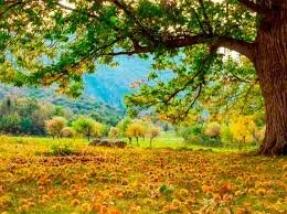 L'agrosylvopastoralisme des Cévennes