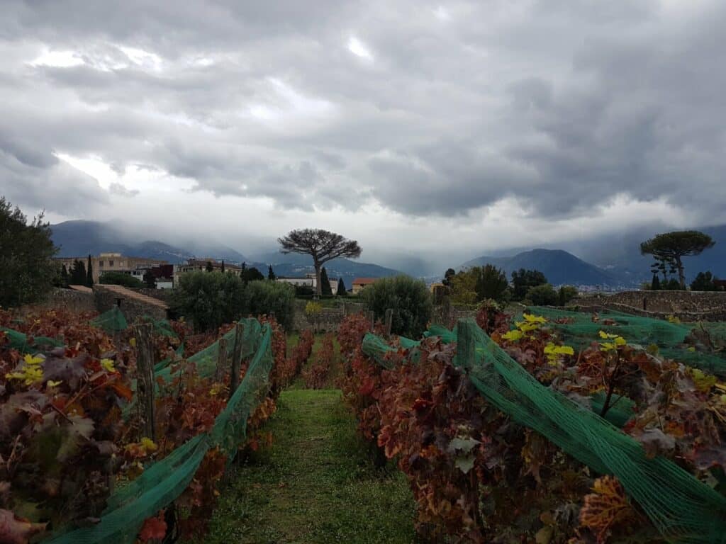 Les vignobles de Pompéi (vignes replantées avec des cépages d'époque romaine)