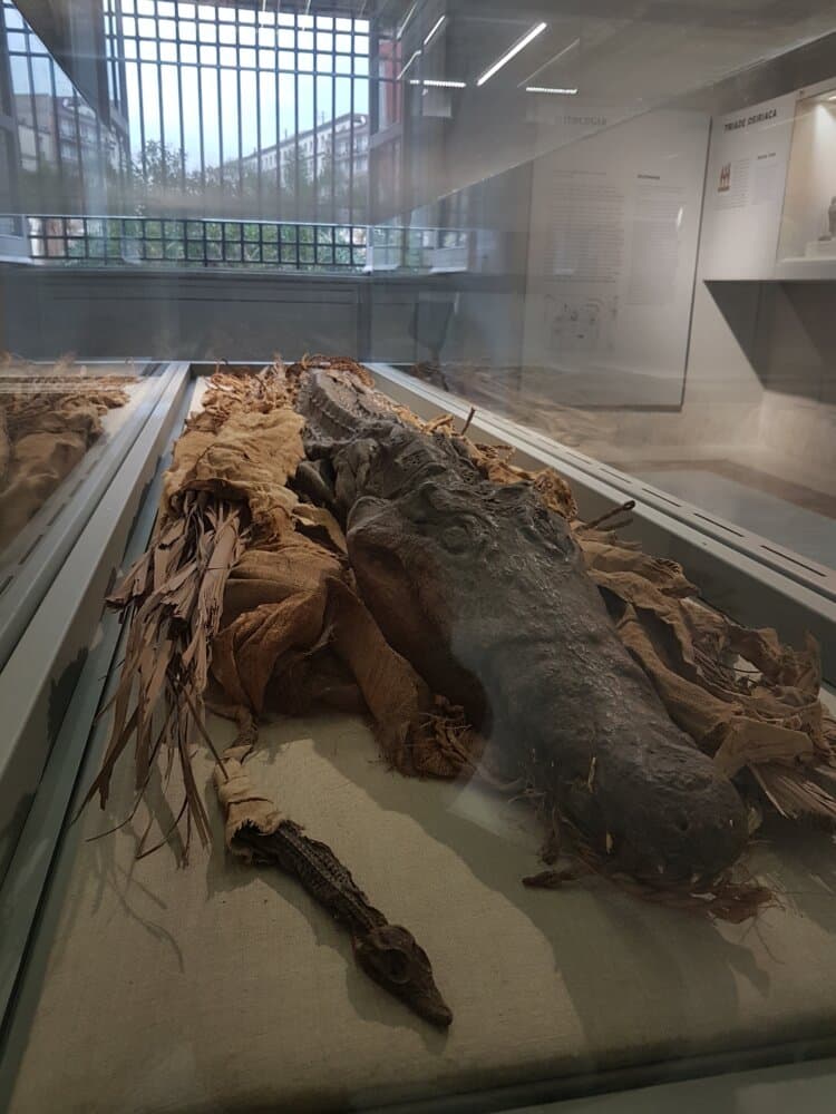 Crocodile momifié (musée archéologique national de Naples - collections égyptiennes)