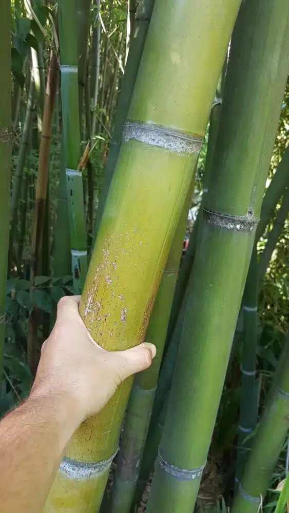 Vue d'un bambou dans la bambouseraie d'Anduze