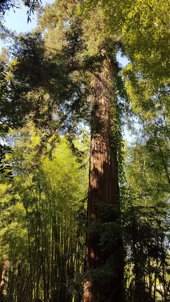 Séquoia géant dans la bambouseraie d'Anduze