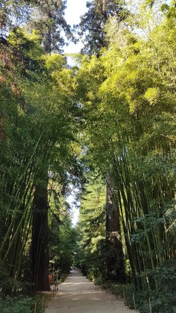 Tunnel de végétation dans la bambouseraie d'Anduze