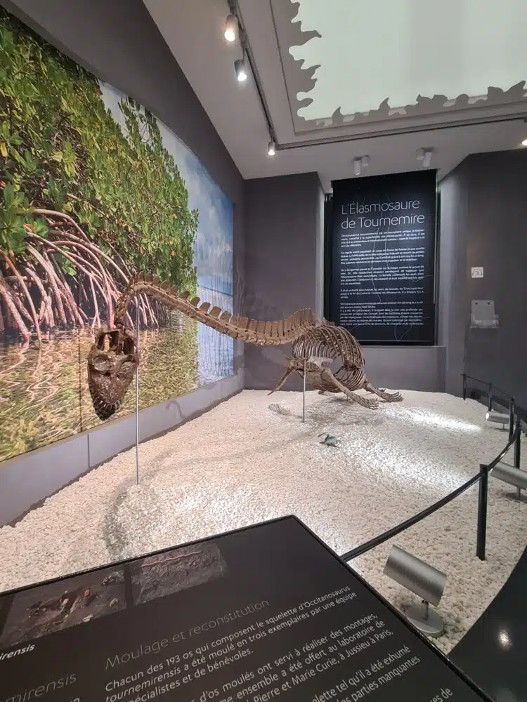 Le squelette de l'Elasmosaure de Tournemire au musée de Millau