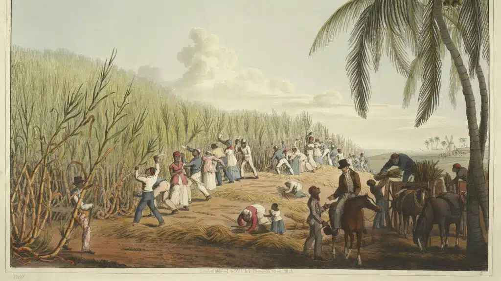 Une plantation de canne à sucre aux Antilles au début du XIXe siècle