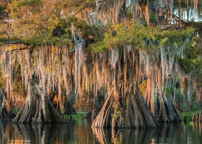 Une belle photographie du Bayou de Louisiane